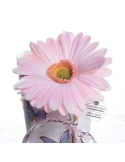 Decor floare gerbera roz cu 2 agrafe prindere